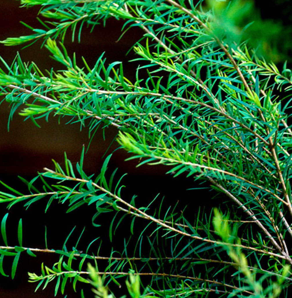 Danvy Natural Restoration Gel